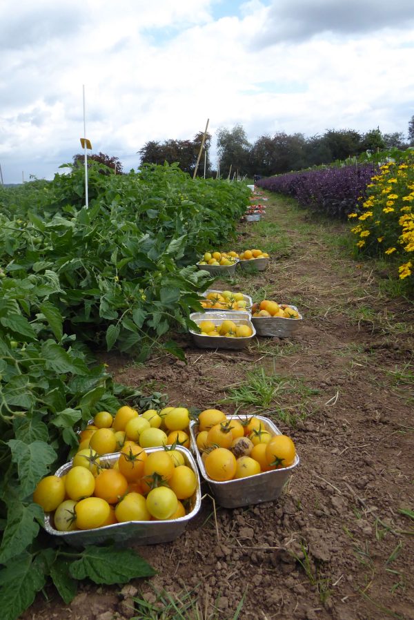 tomate, vivaoro, culinaris, rot, buschtomate, garten, saatgut