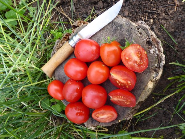 tomate, vivarossa, culinaris, rot, buschtomate, garten, saatgut