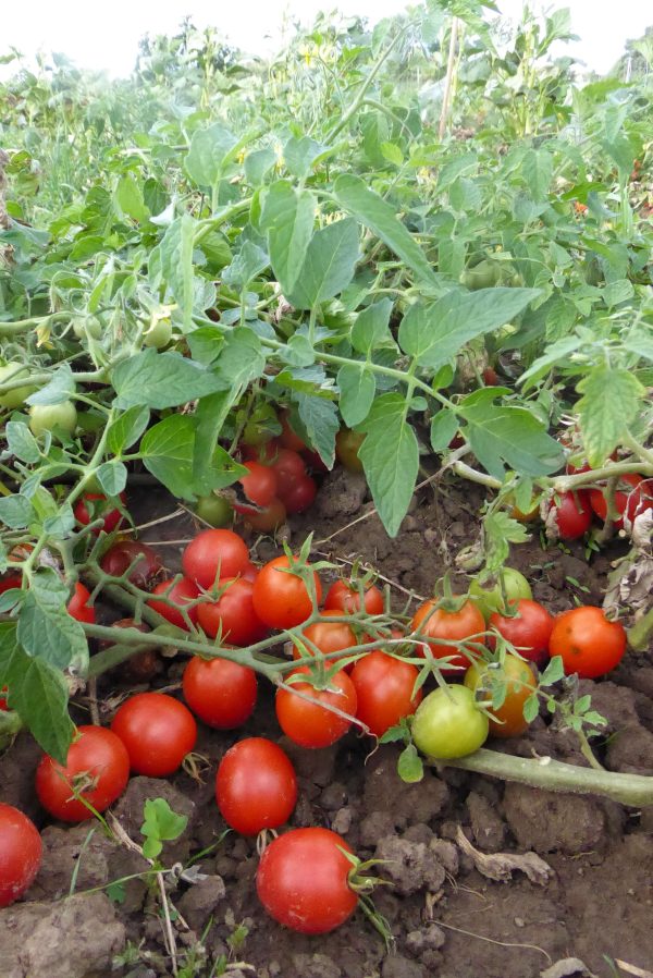 tomate, vivarossa, culinaris, rot, buschtomate, garten, saatgut