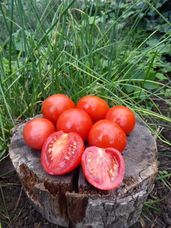 tomate, gutingi, culinaris, rot, buschtomate, garten, saatgut