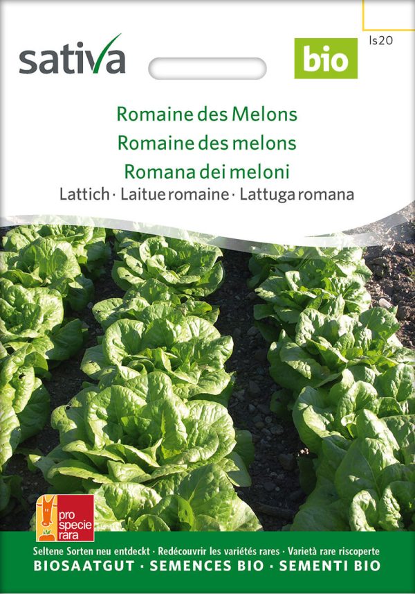 romaine des melons, lattich, romanasalat, salat, grün, saatgut, sativa, kompostundliebe, freiland