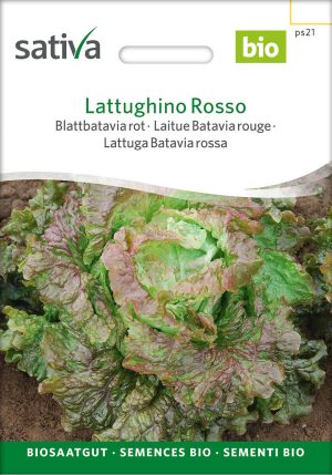 lattughino rosso, bataviasalat, rot, blattbatavia, latuca sativa, sativa, bio, saatgut, salat, kompostundliebe