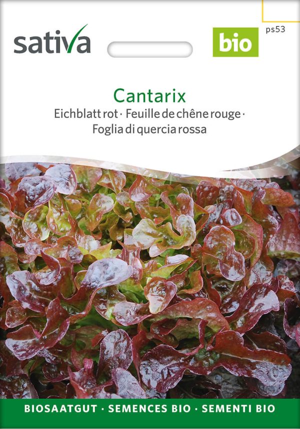 cantarix, eichblatt, rot, freiland, salat, saison, blattlausresistent, gemüse, sativa, permakultur, kompostundliebe